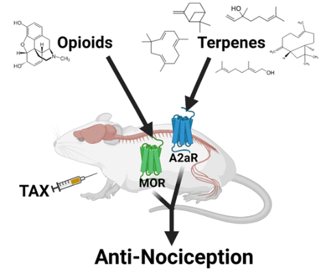 Model antinocicepce způsobené terpeny u periferní neuropatie